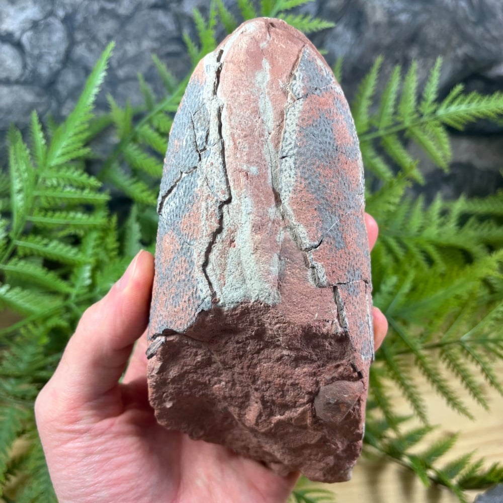 Oviraptorid Dinosaur Egg