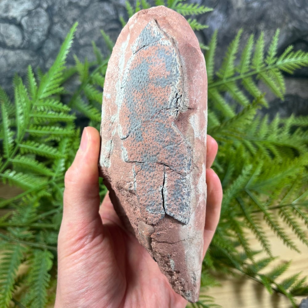 Oviraptorid Dinosaur Egg