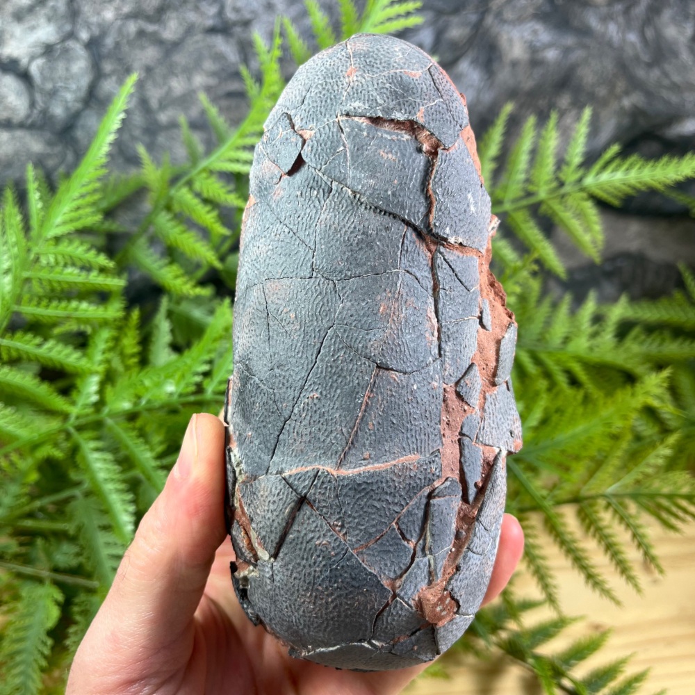 Oviraptorid Dinosaur Egg