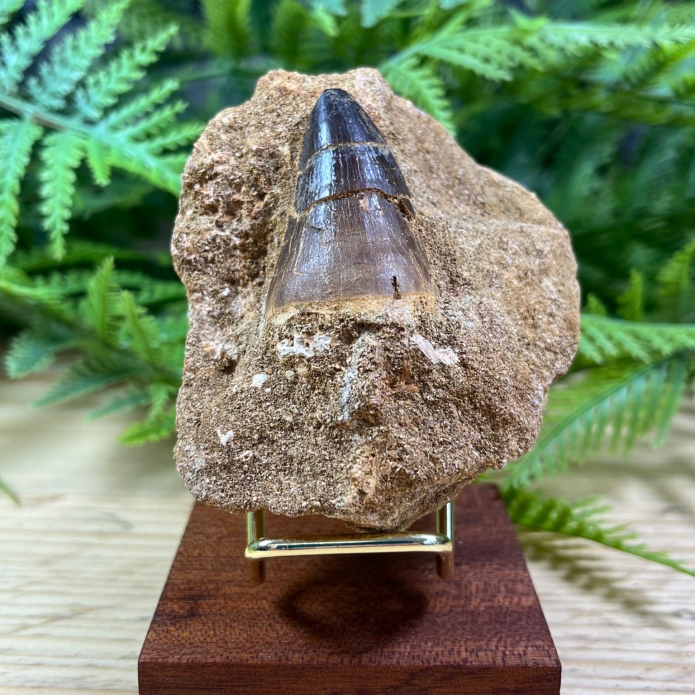 Mosasaur tooth