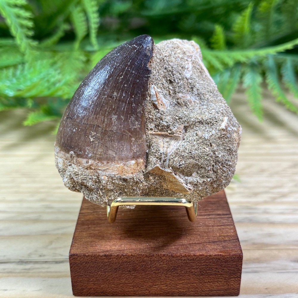 Mosasaur tooth