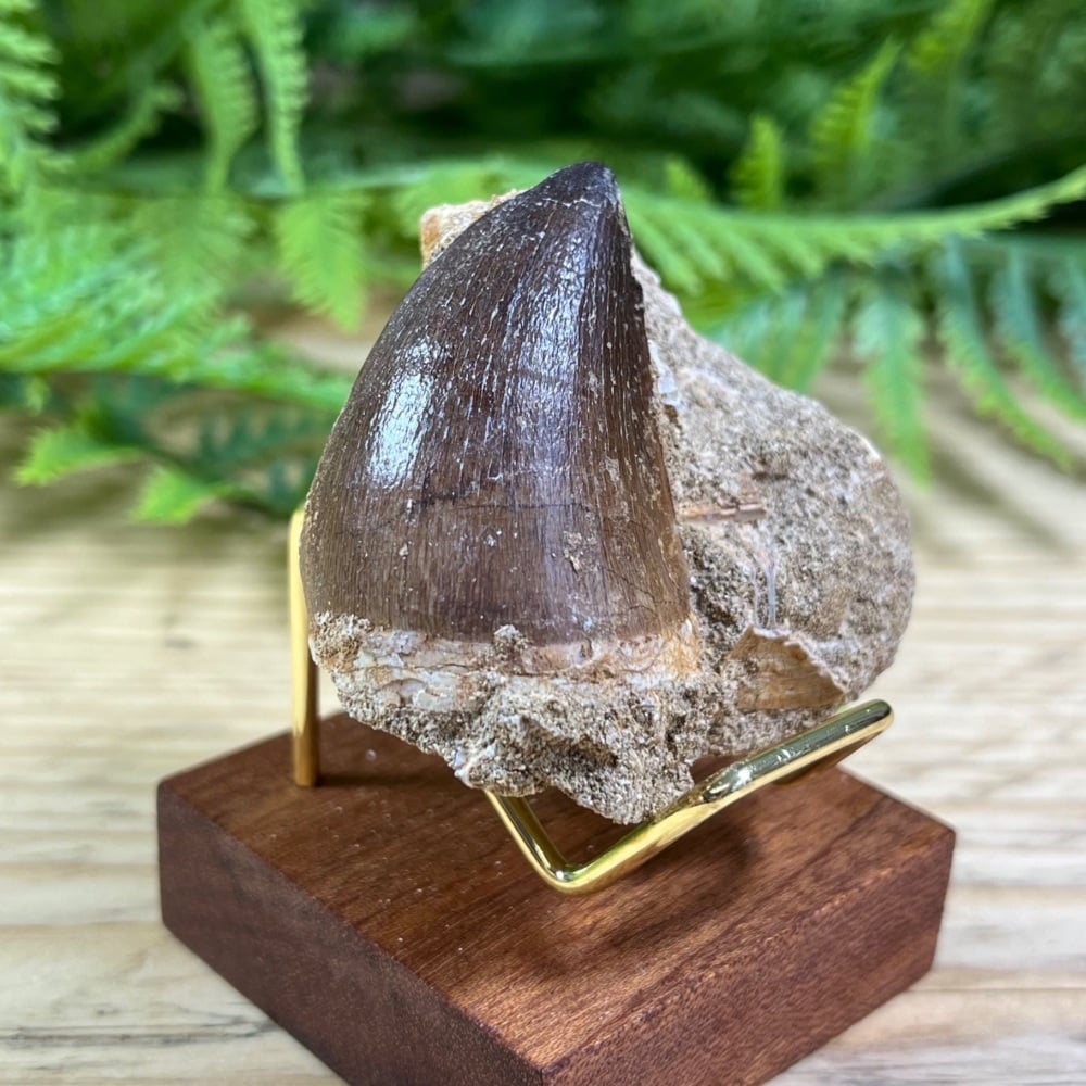 Mosasaur tooth