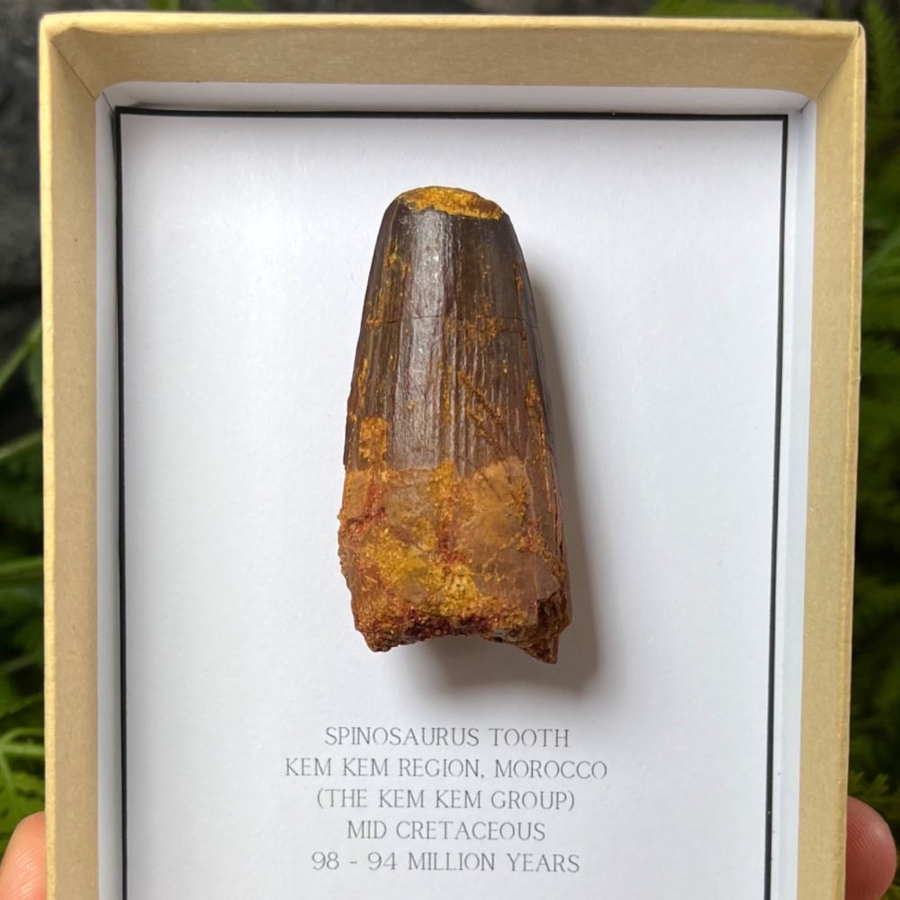 Spinosaurus Tooth