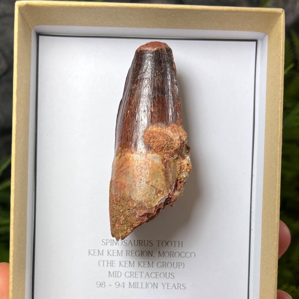 Spinosaurus Tooth