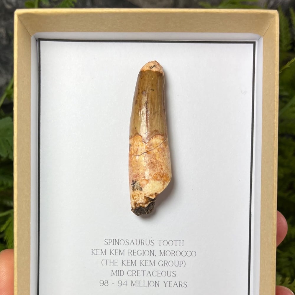 Spinosaurus Tooth