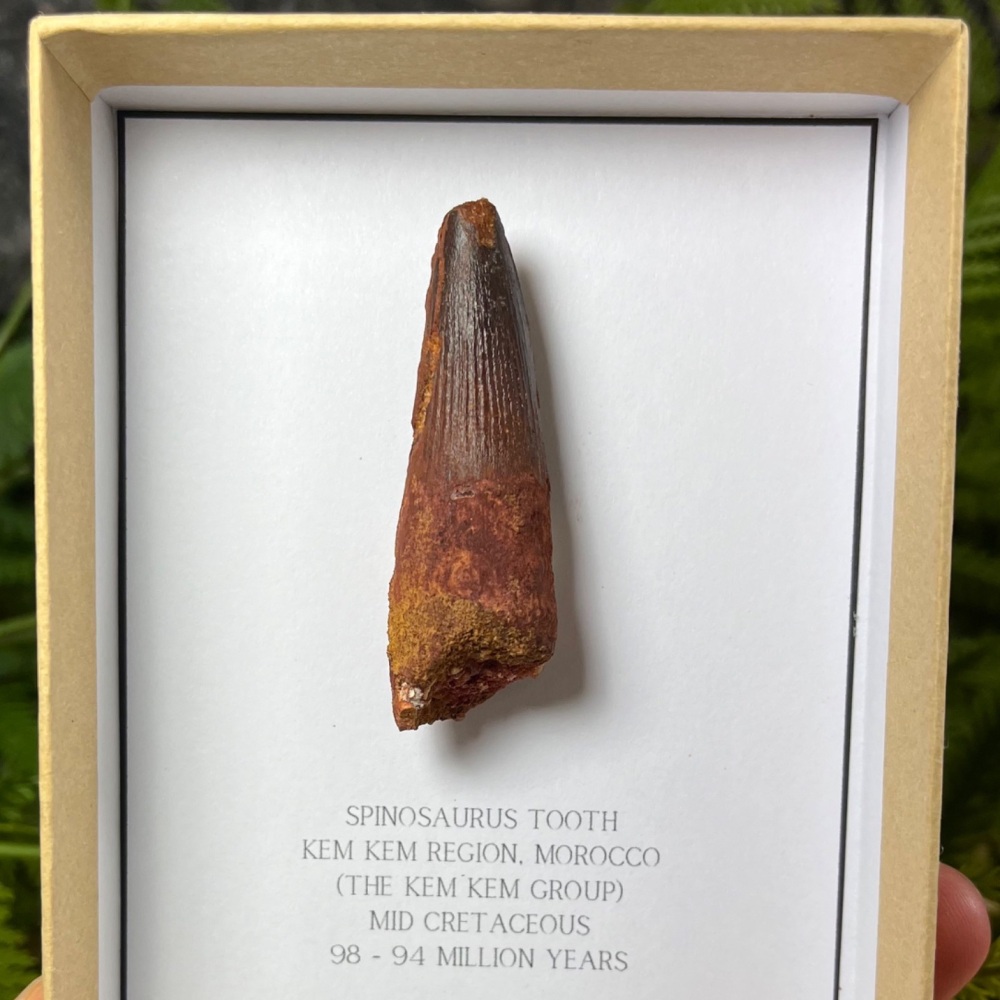 Spinosaurus Tooth