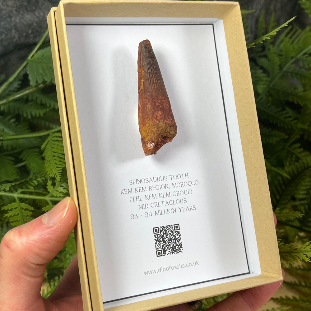 Spinosaurus Tooth