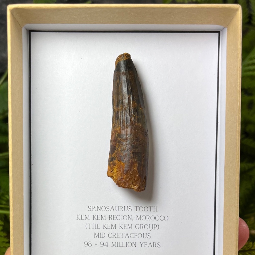 Spinosaurus Tooth