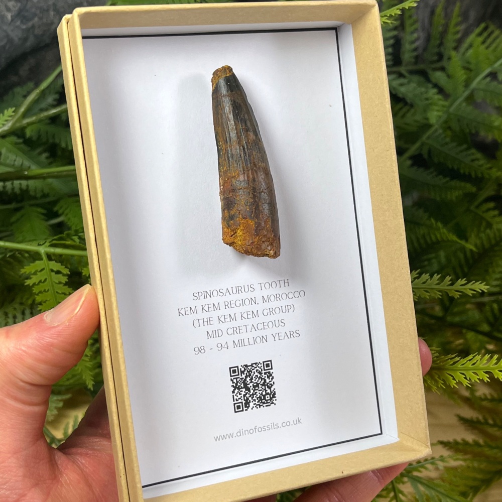 Spinosaurus Tooth