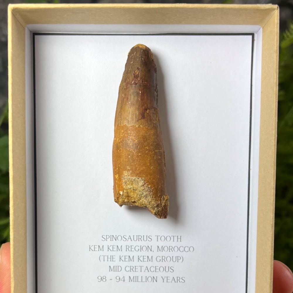 Spinosaurus Tooth
