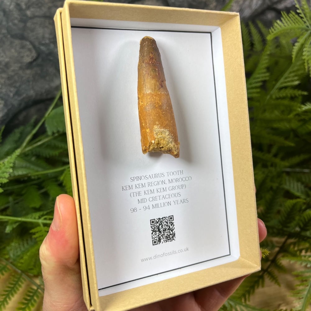 Spinosaurus Tooth
