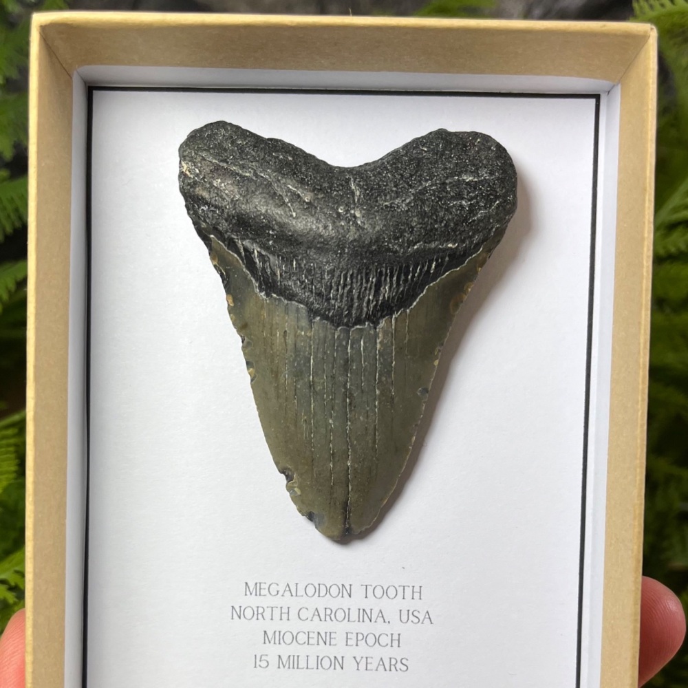 Megalodon Tooth