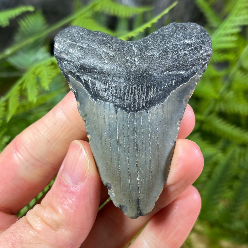 Megalodon Tooth