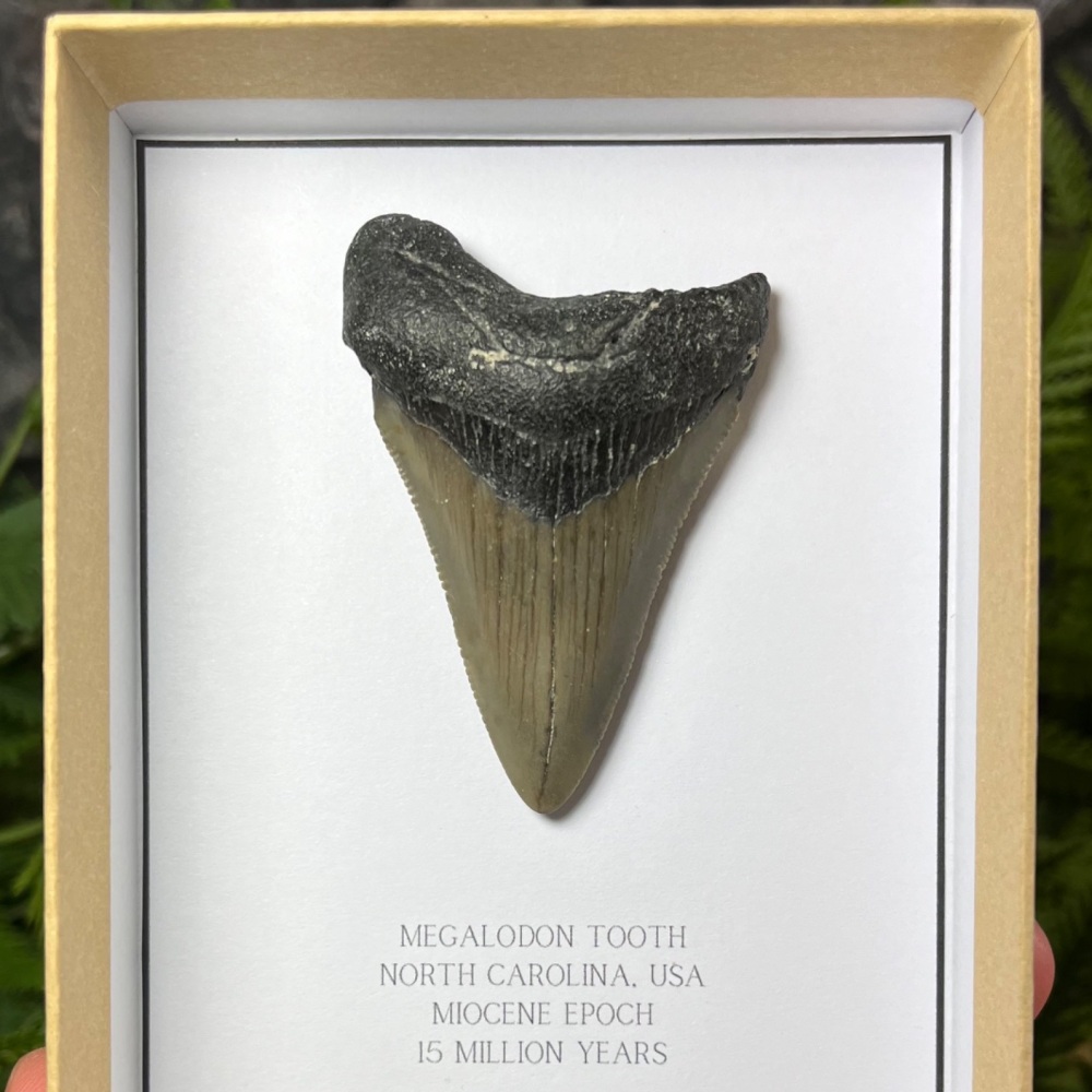 Megalodon Tooth