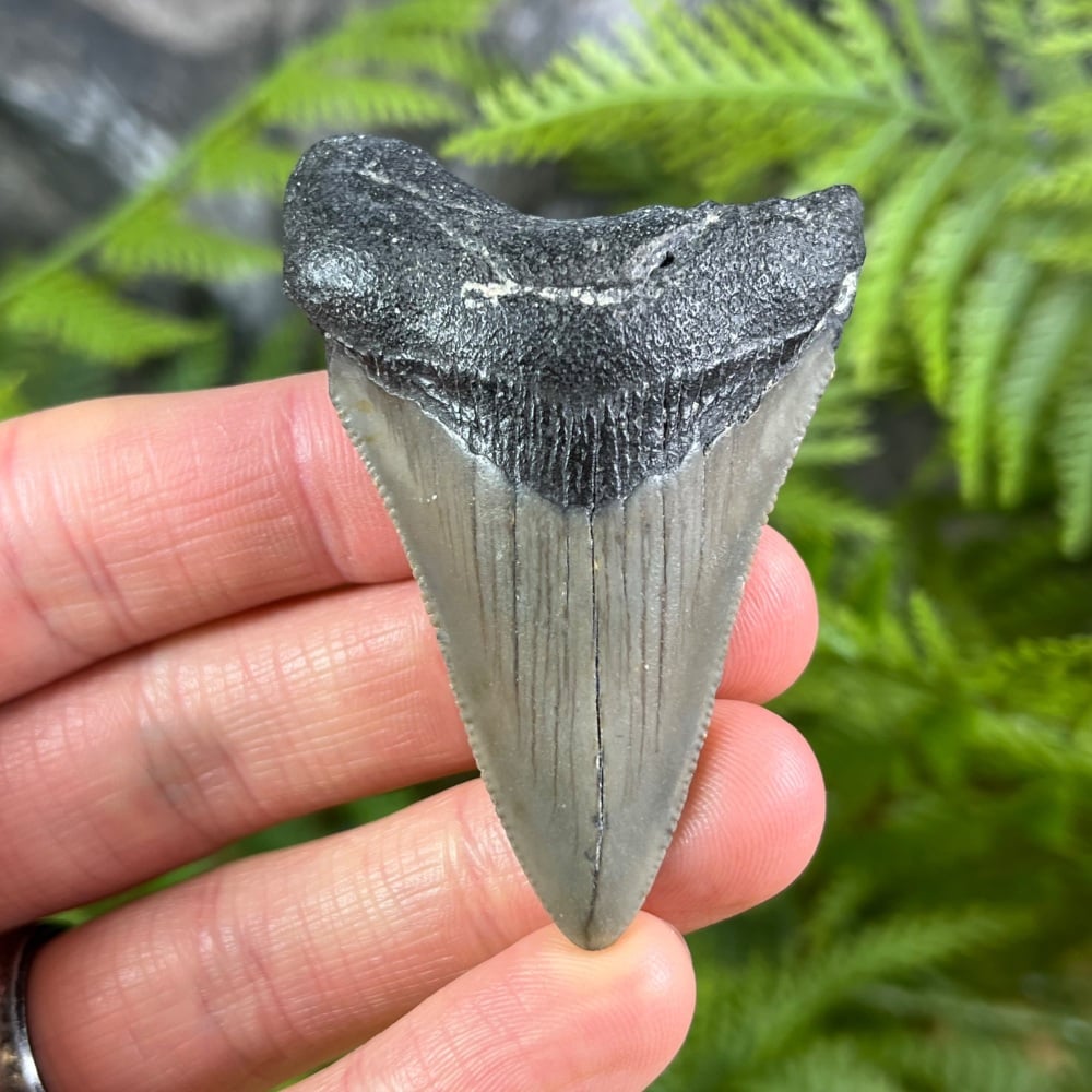 Megalodon Tooth