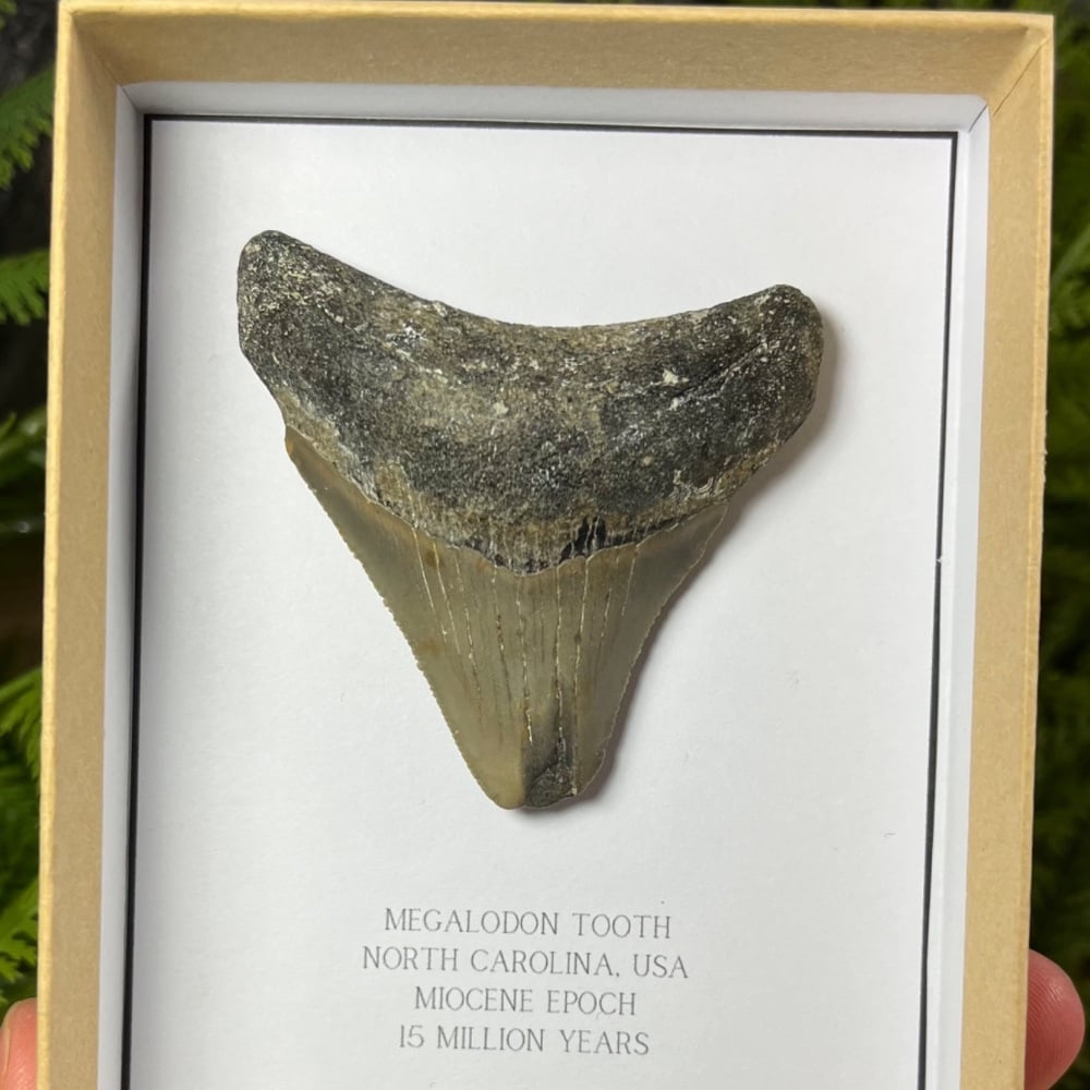 Megalodon Tooth