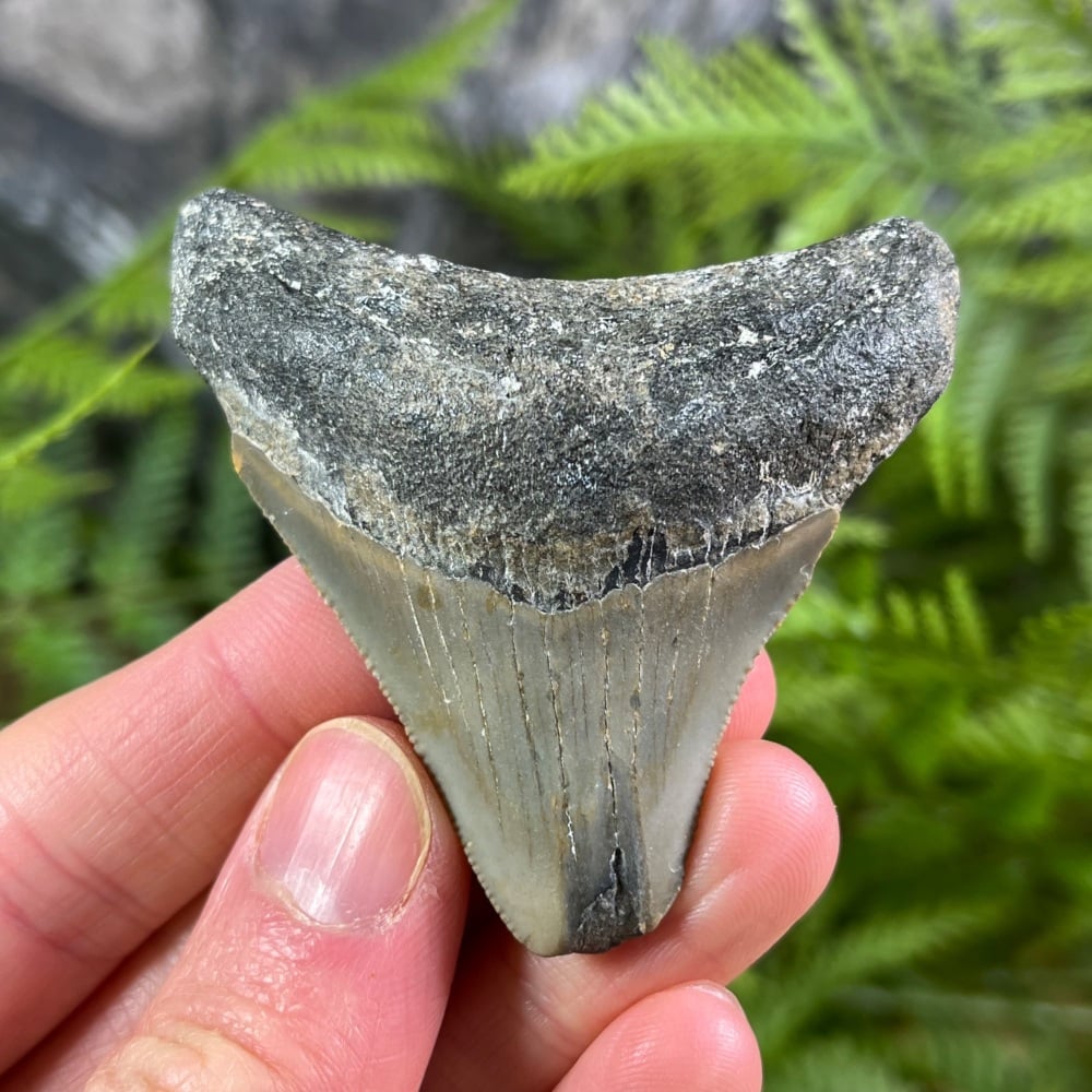 Megalodon Tooth