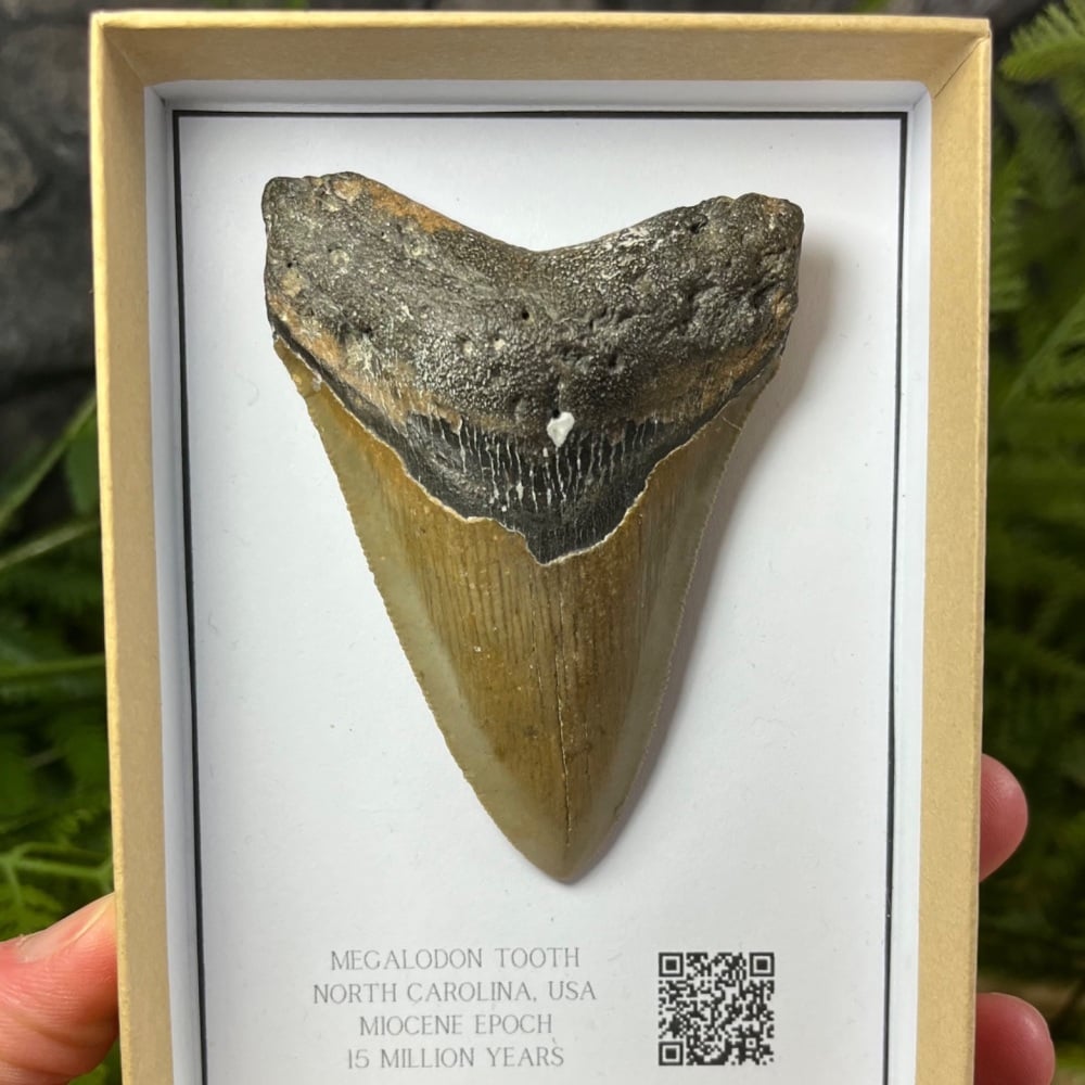 Megalodon Tooth