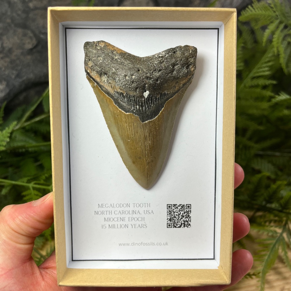Megalodon Tooth