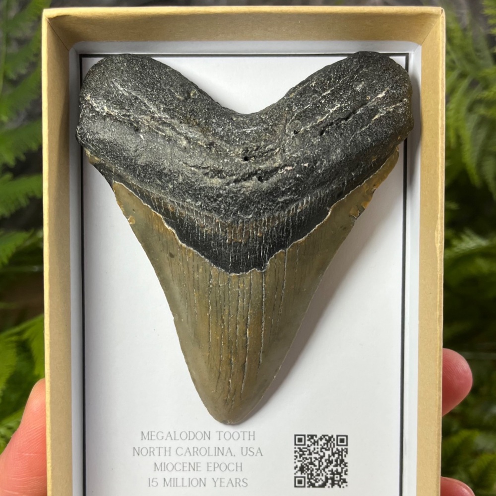 Megalodon Tooth