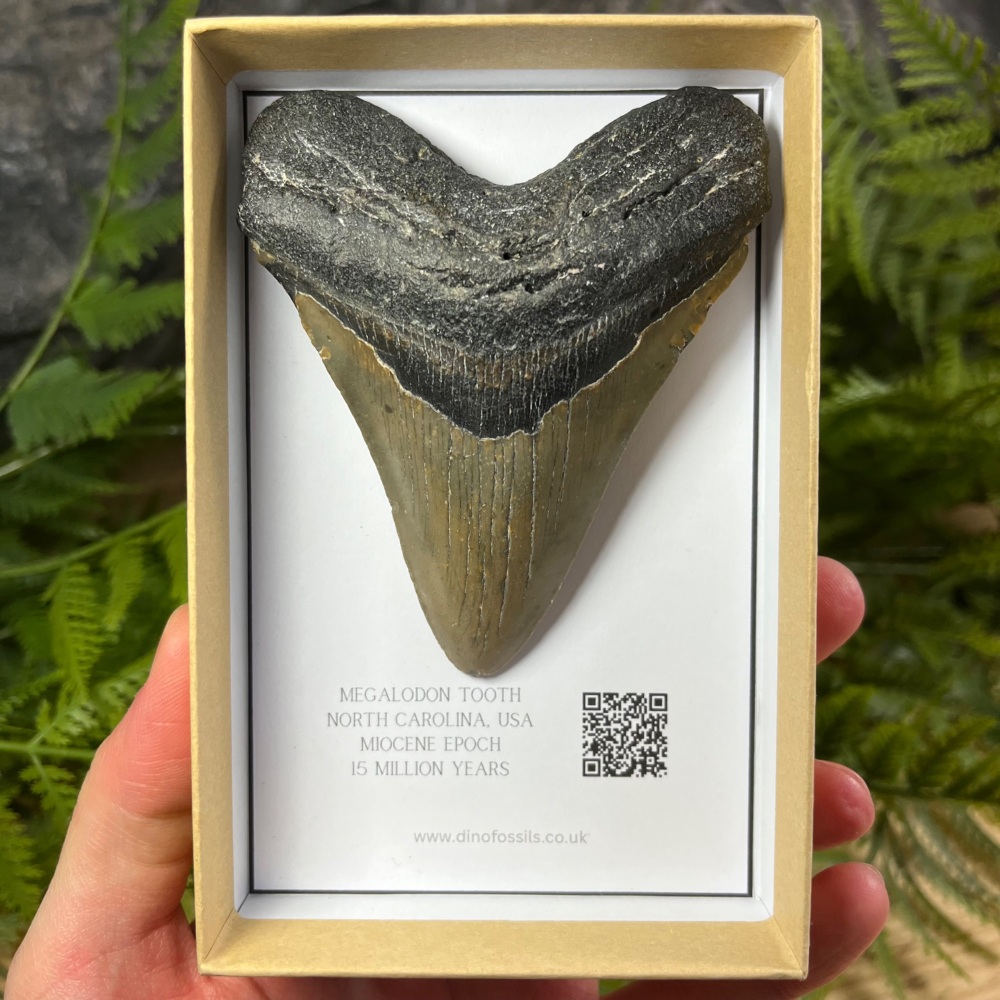 Megalodon Tooth