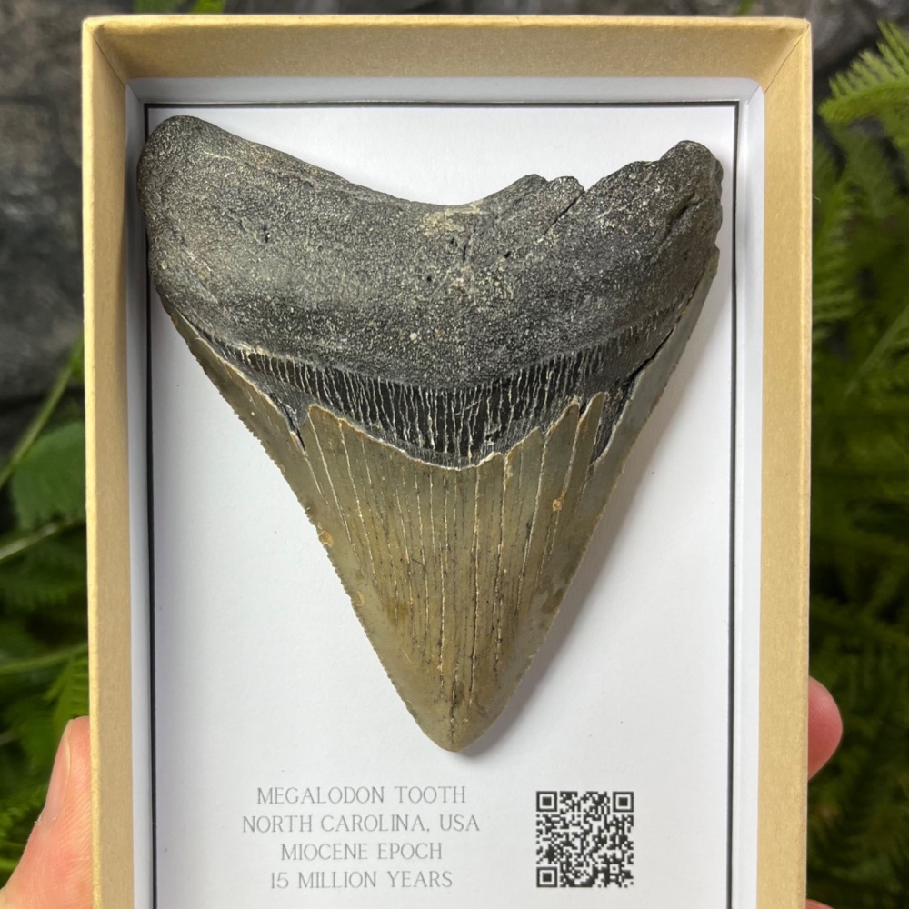 Megalodon Tooth