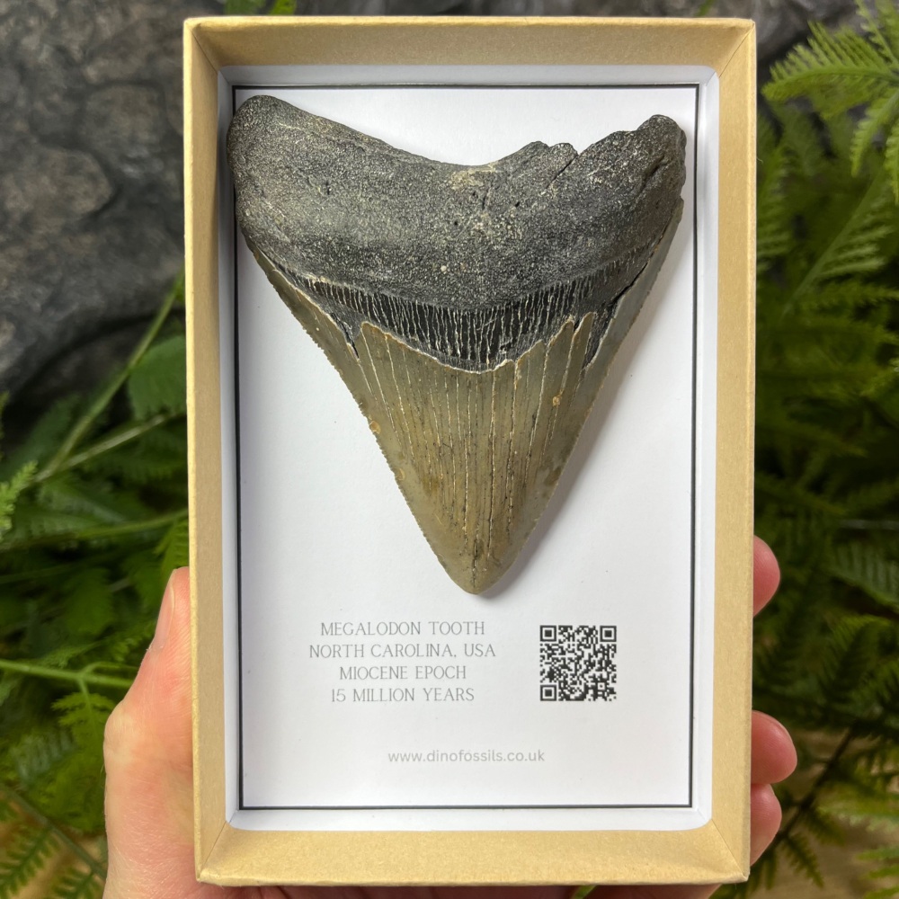 Megalodon Tooth