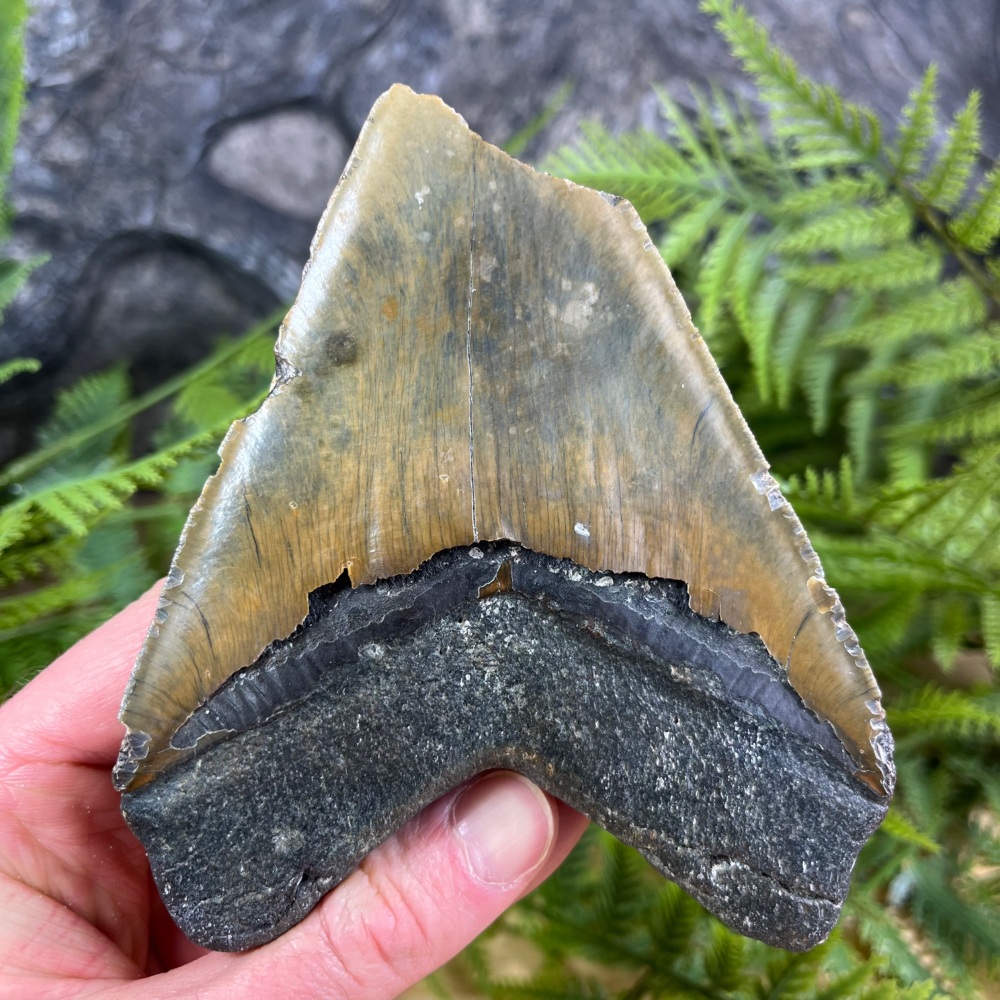 Megalodon Tooth