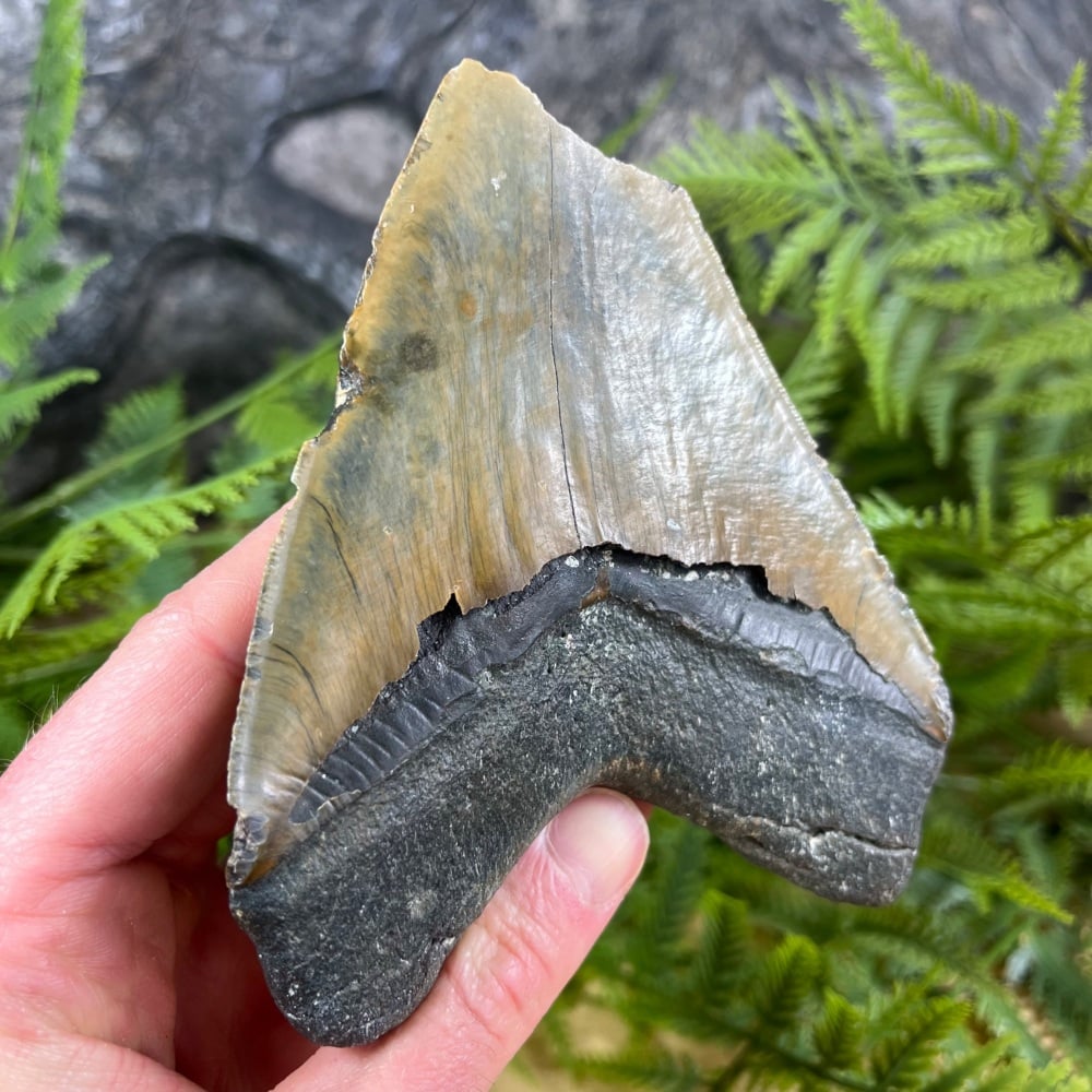 Megalodon Tooth
