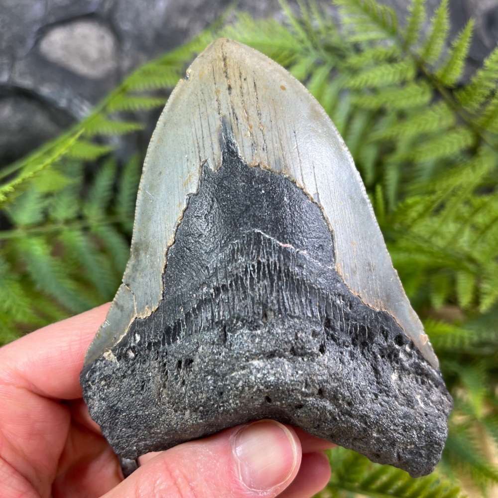 Megalodon Tooth