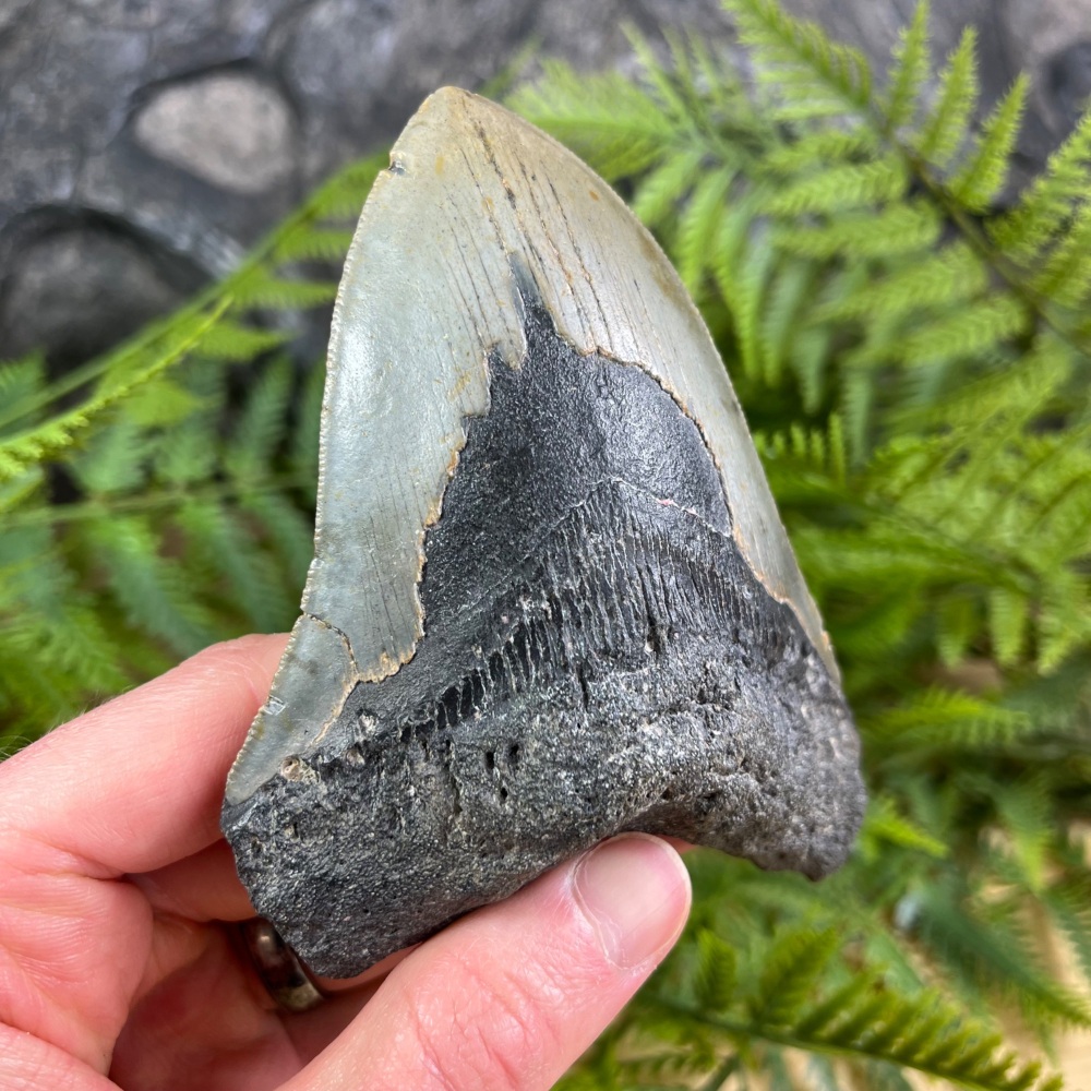 Megalodon Tooth