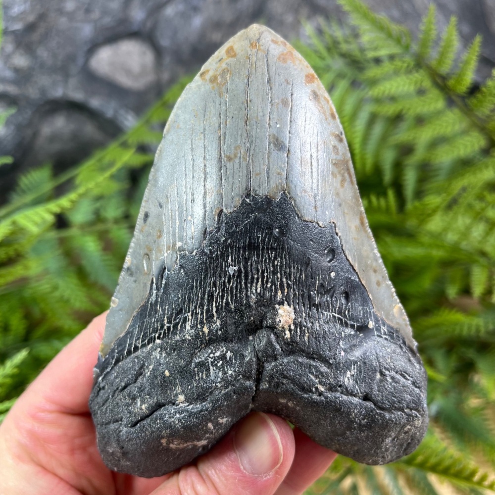 Megalodon Tooth