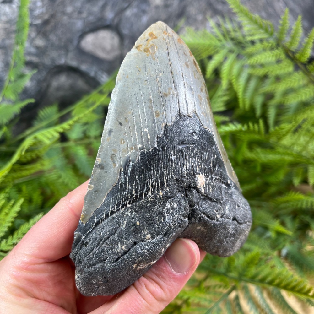 Megalodon Tooth