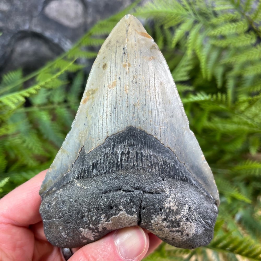 Megalodon Tooth