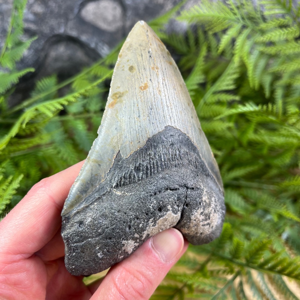 Megalodon Tooth
