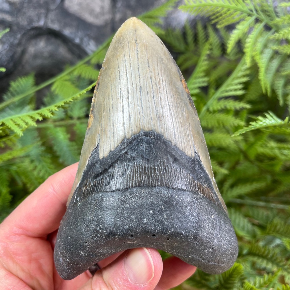 Megalodon Tooth