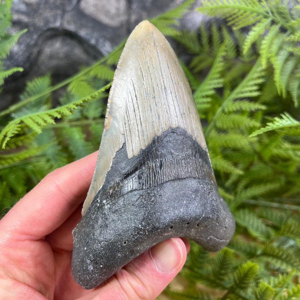 Megalodon Tooth