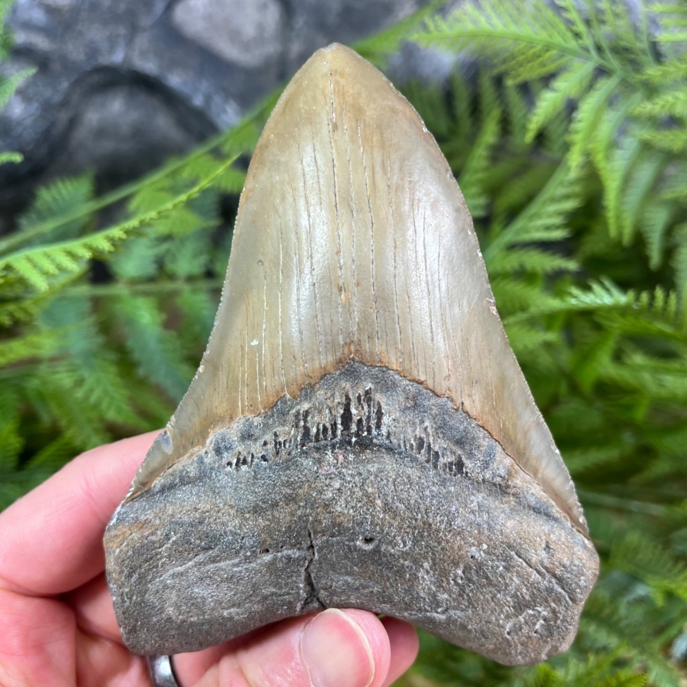 Megalodon Tooth