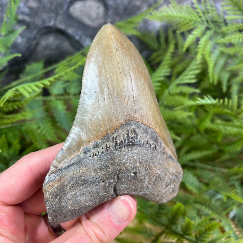 Megalodon Tooth