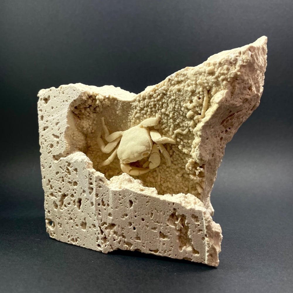 Fossil Crab (Turkey)