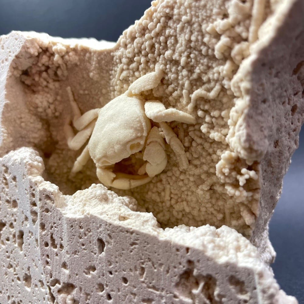 Fossil Crab (Turkey)