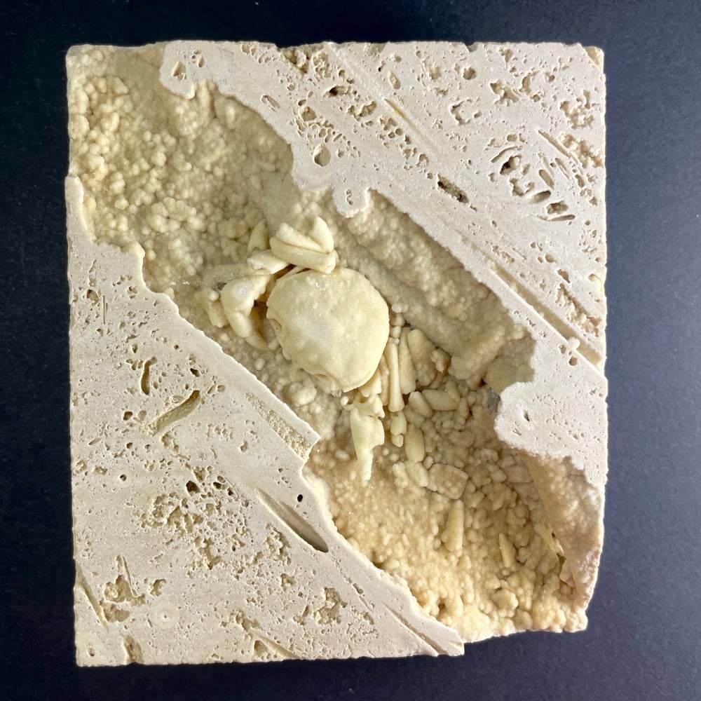 Fossil Crab (Turkey)