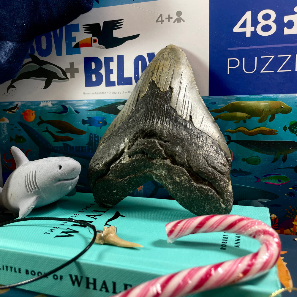 <!-- 006-->Shark Addicts