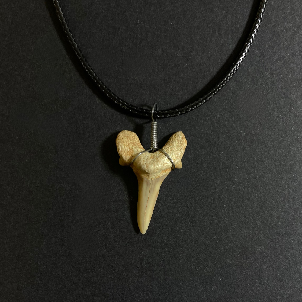 Fossil Shark Tooth Necklace