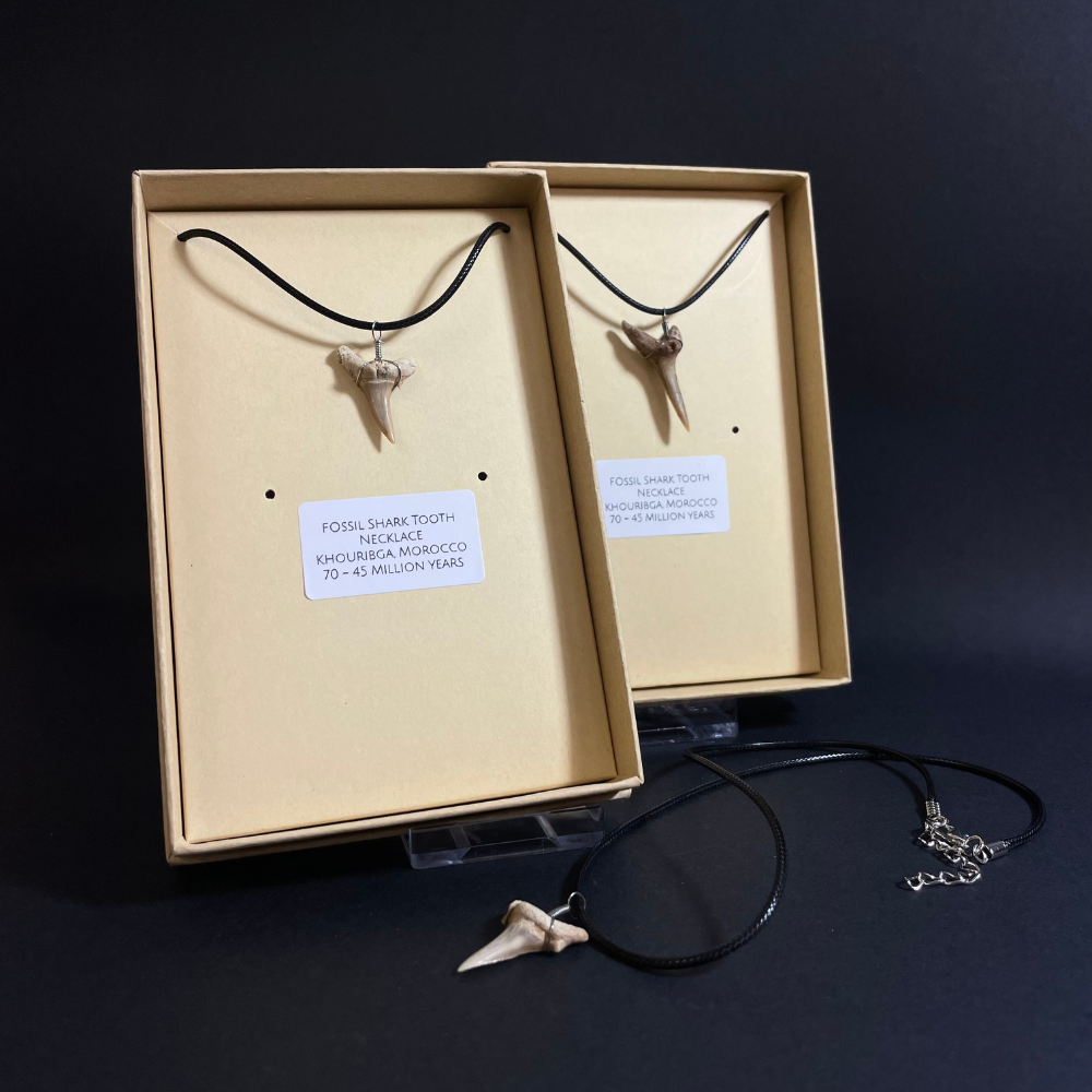 Fossil Shark Tooth Necklace