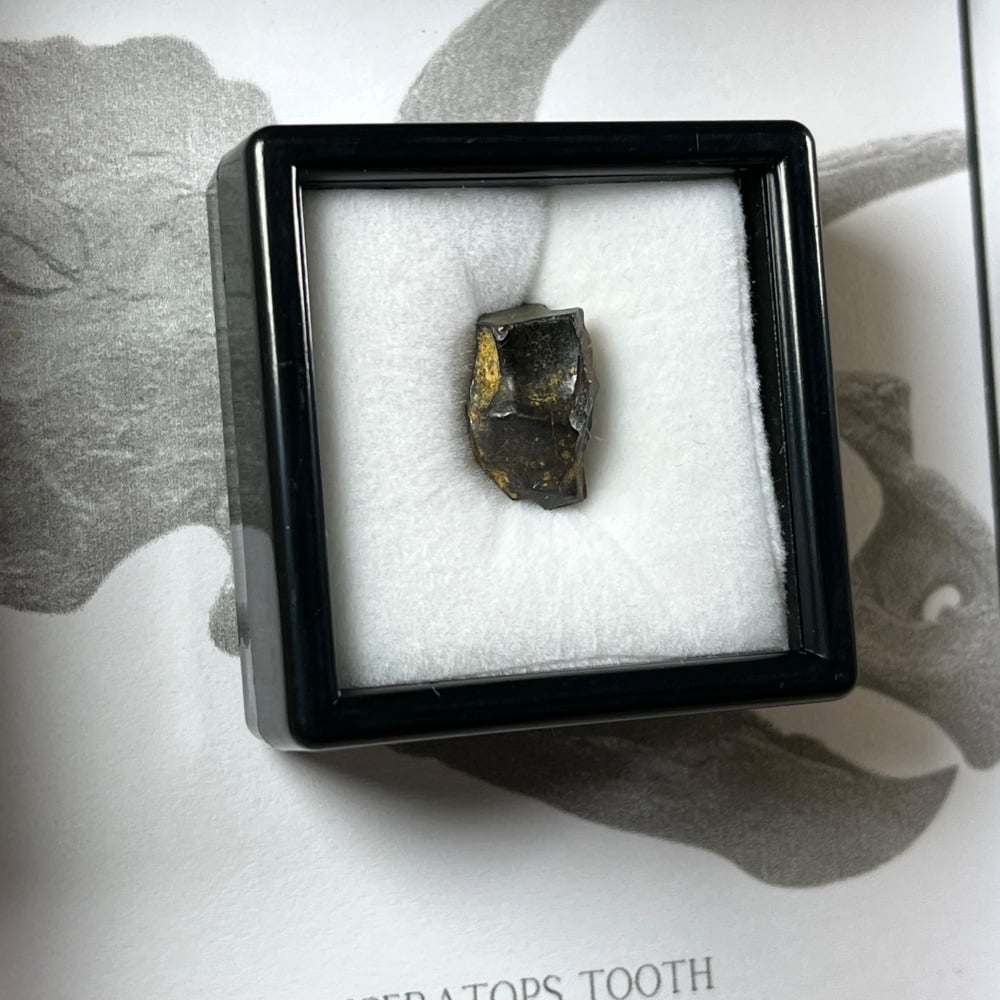 Triceratops Tooth