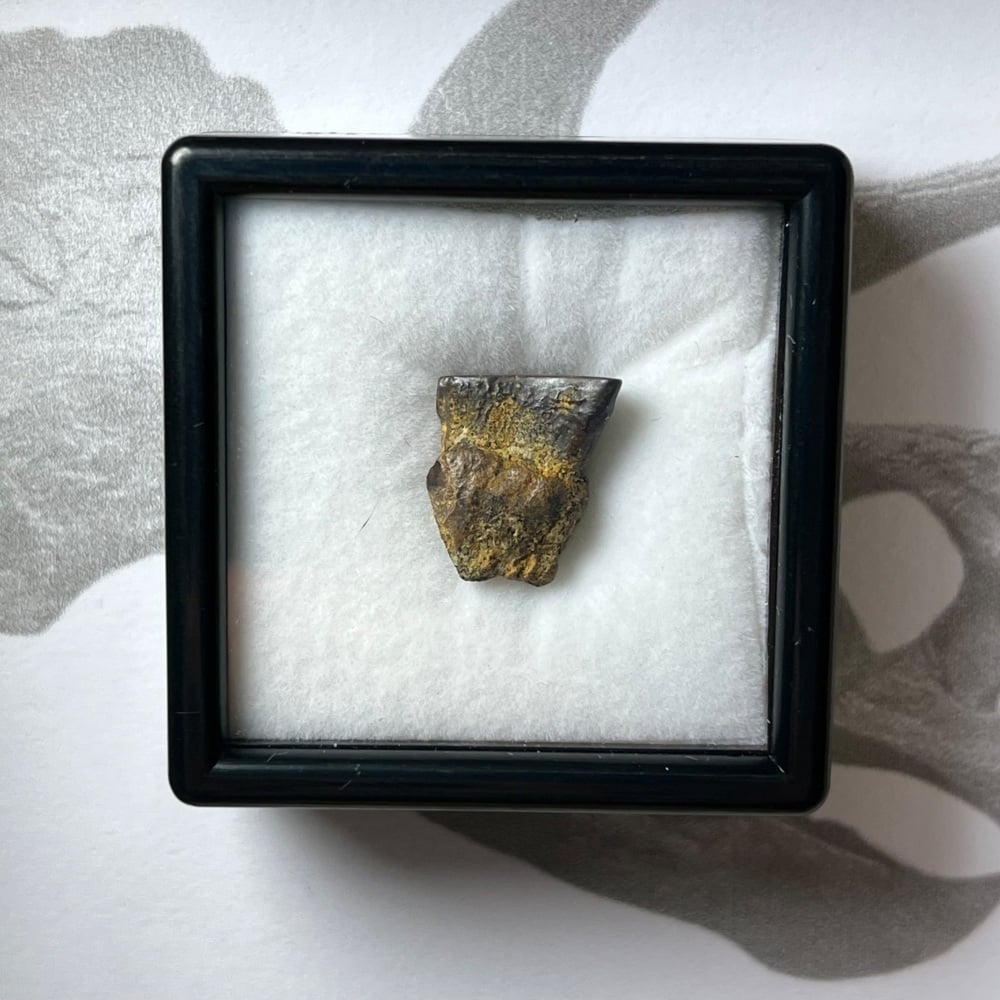 Triceratops Tooth