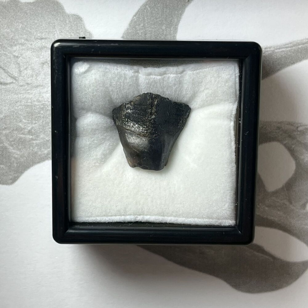 Triceratops Tooth