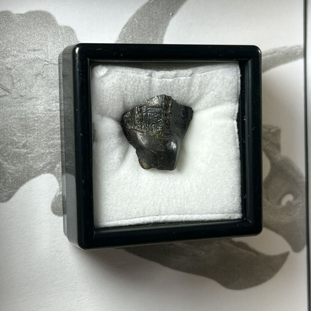 Triceratops Tooth