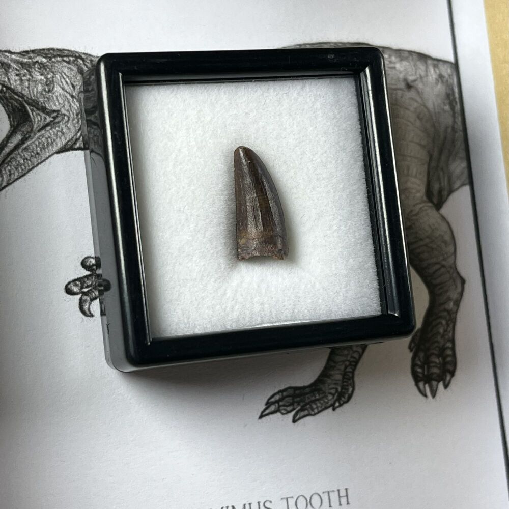 Suchomimus Tooth
